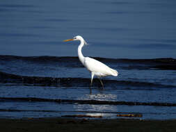 Imagem de Egretta eulophotes (Swinhoe 1860)