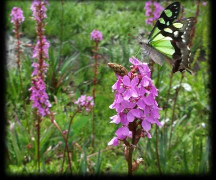 Image of Stylidium armeria subsp. armeria