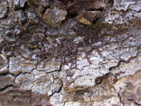 صورة Frullania catalinae A. Evans