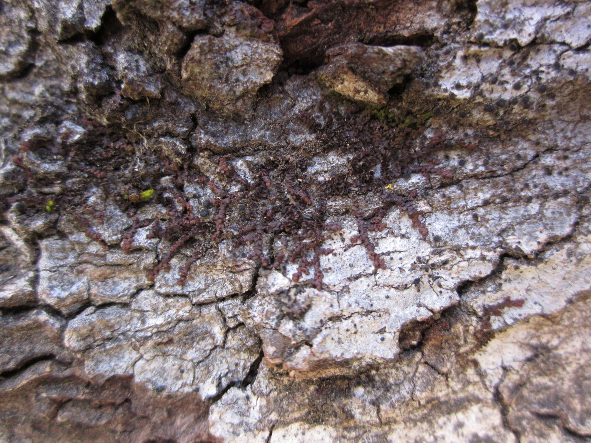 Image of Frullania catalinae A. Evans