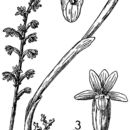Image of hooded coralroot