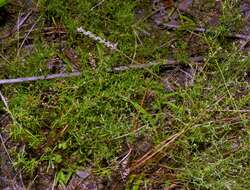 Image of narrowleaf pinweed