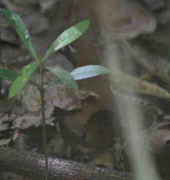 Image of Mayan Antthrush