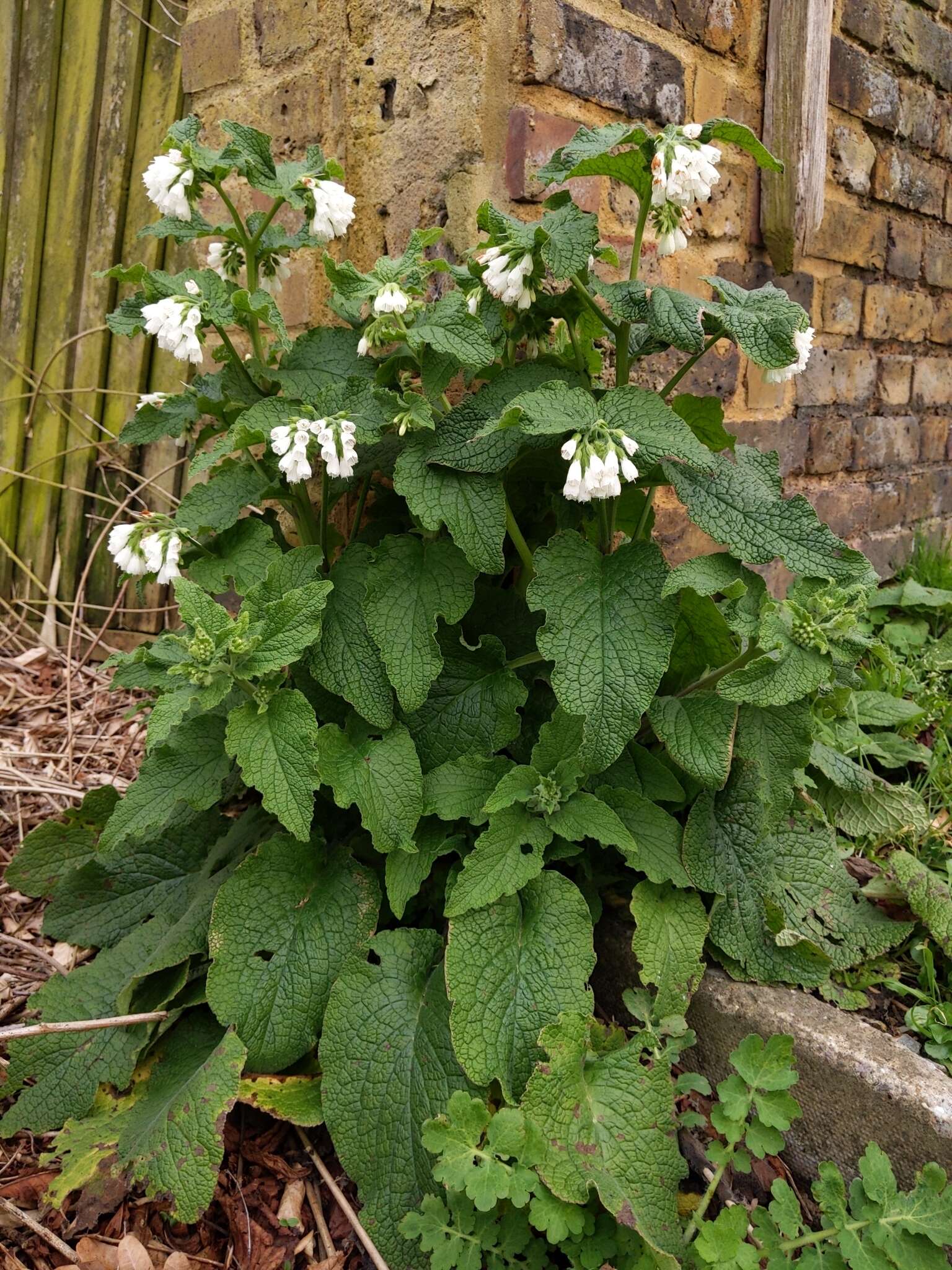 Image of Symphytum orientale L.