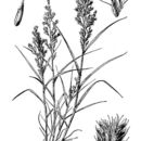 Image of cotta grass