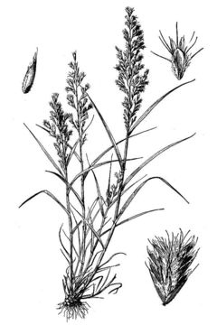 Image of cotta grass