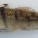 Image of Rhino-horn goby