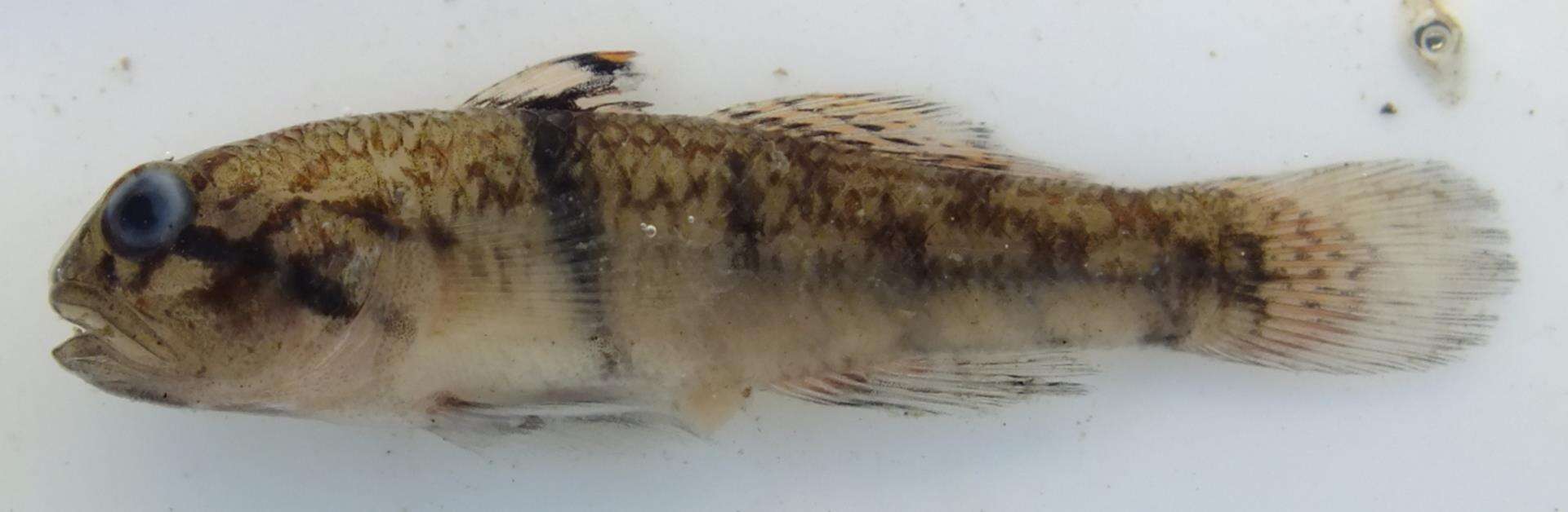 Image of Rhino-horn goby