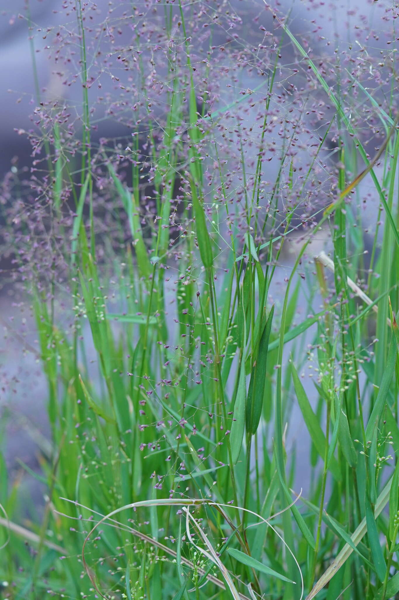 Image of Swamp Millet