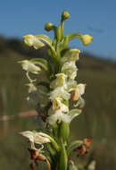 Plancia ëd Habenaria cephalotes Lindl.