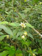 Image de Solanum didymum Dun.