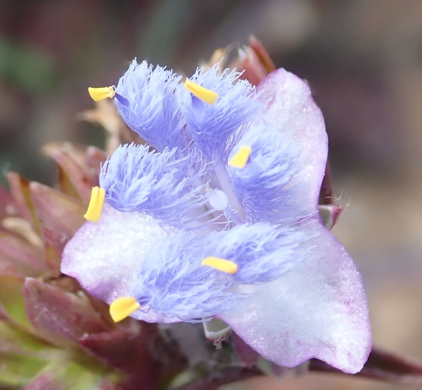 Image of Cyanotis speciosa (L. fil.) Hassk.