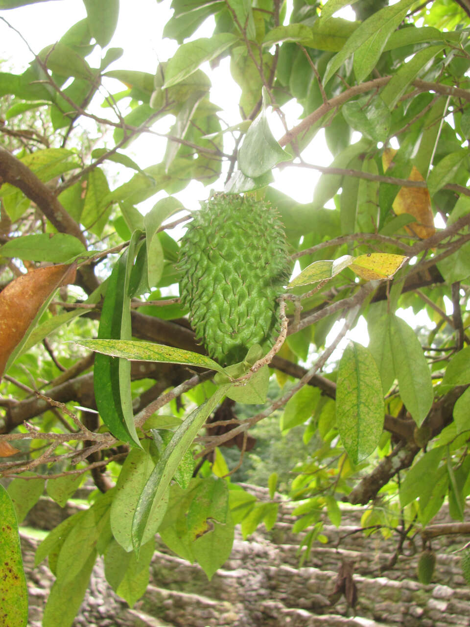 Image of soursop