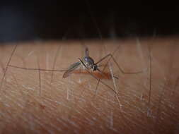 Image of Mosquito