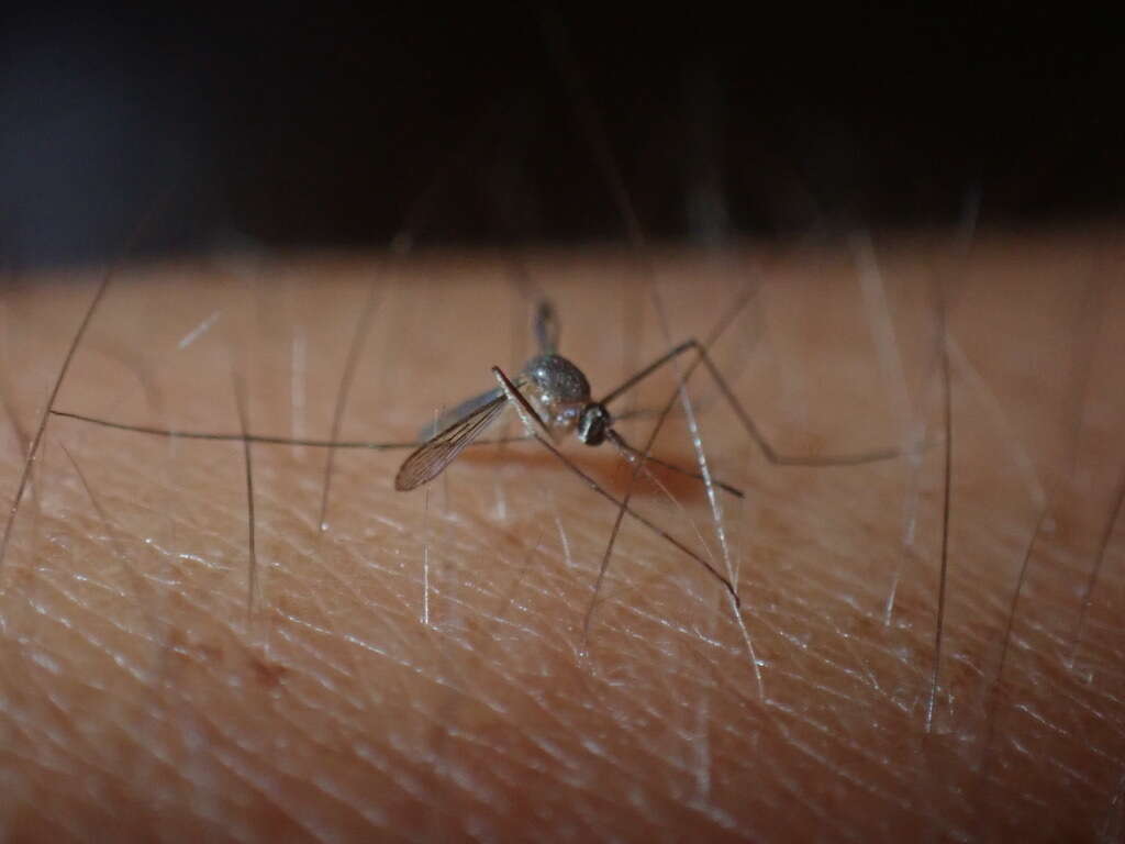 Image of Mosquito