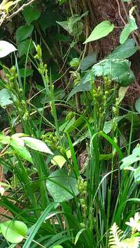 Image of Carex sociata Boott