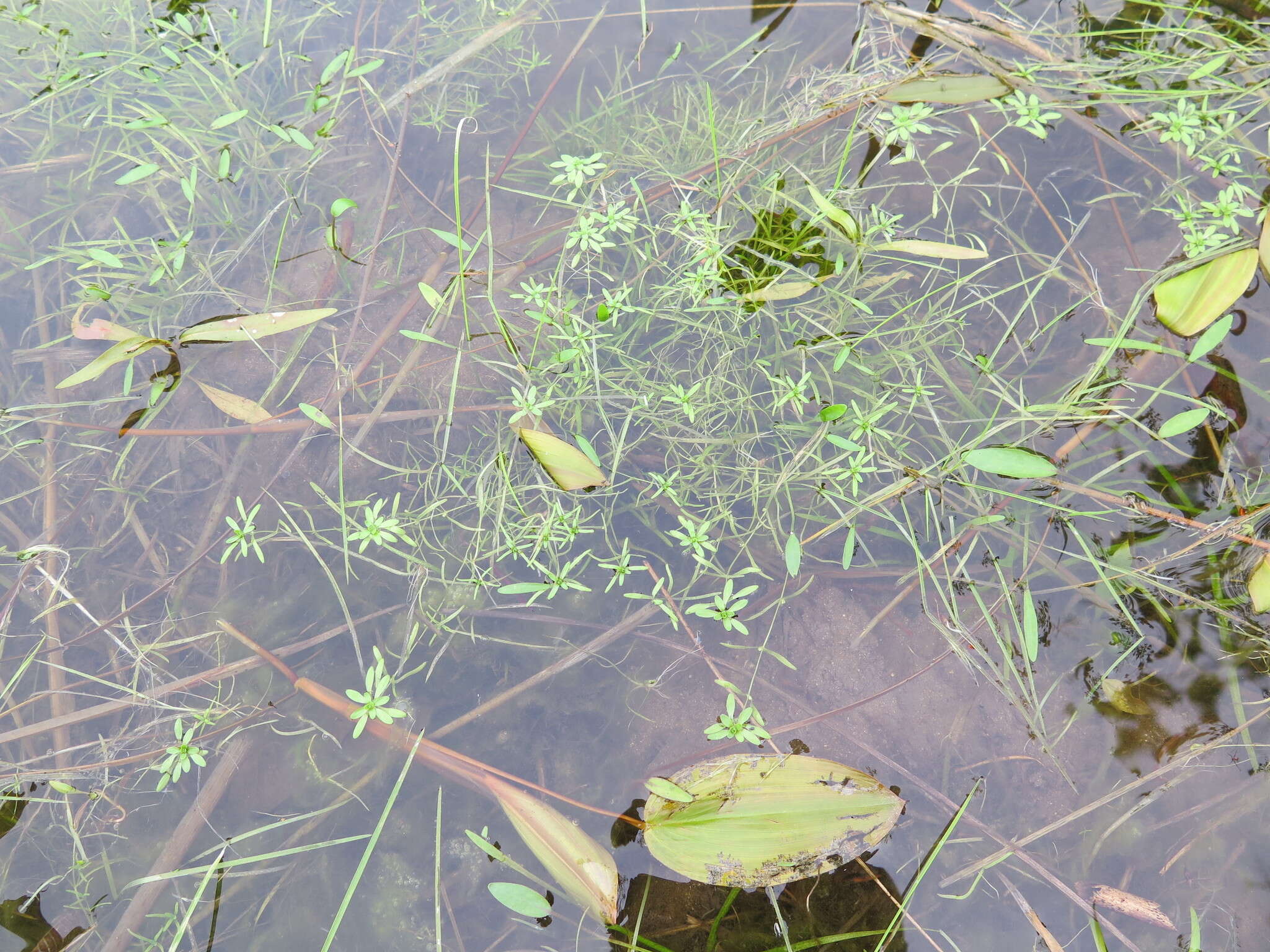 Image of Narrow-fruited Water-starwort