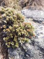 صورة Pimelea sericeovillosa subsp. alta C. J. Burrows