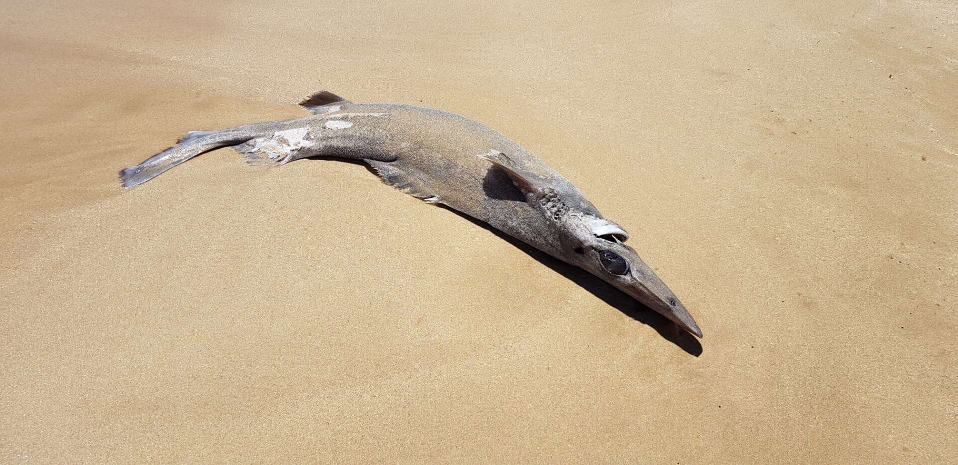 Image of Birdbeak Dogfish