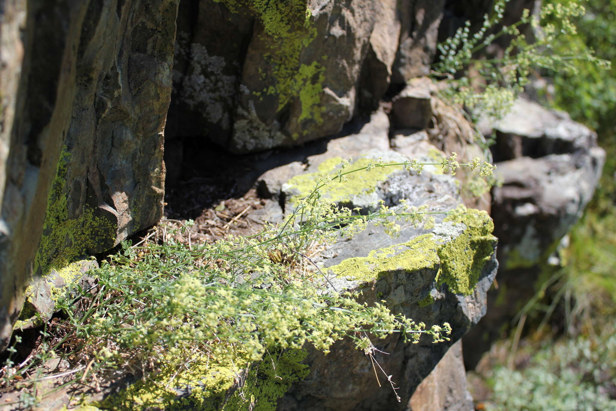 Image of Galium coriaceum Bunge