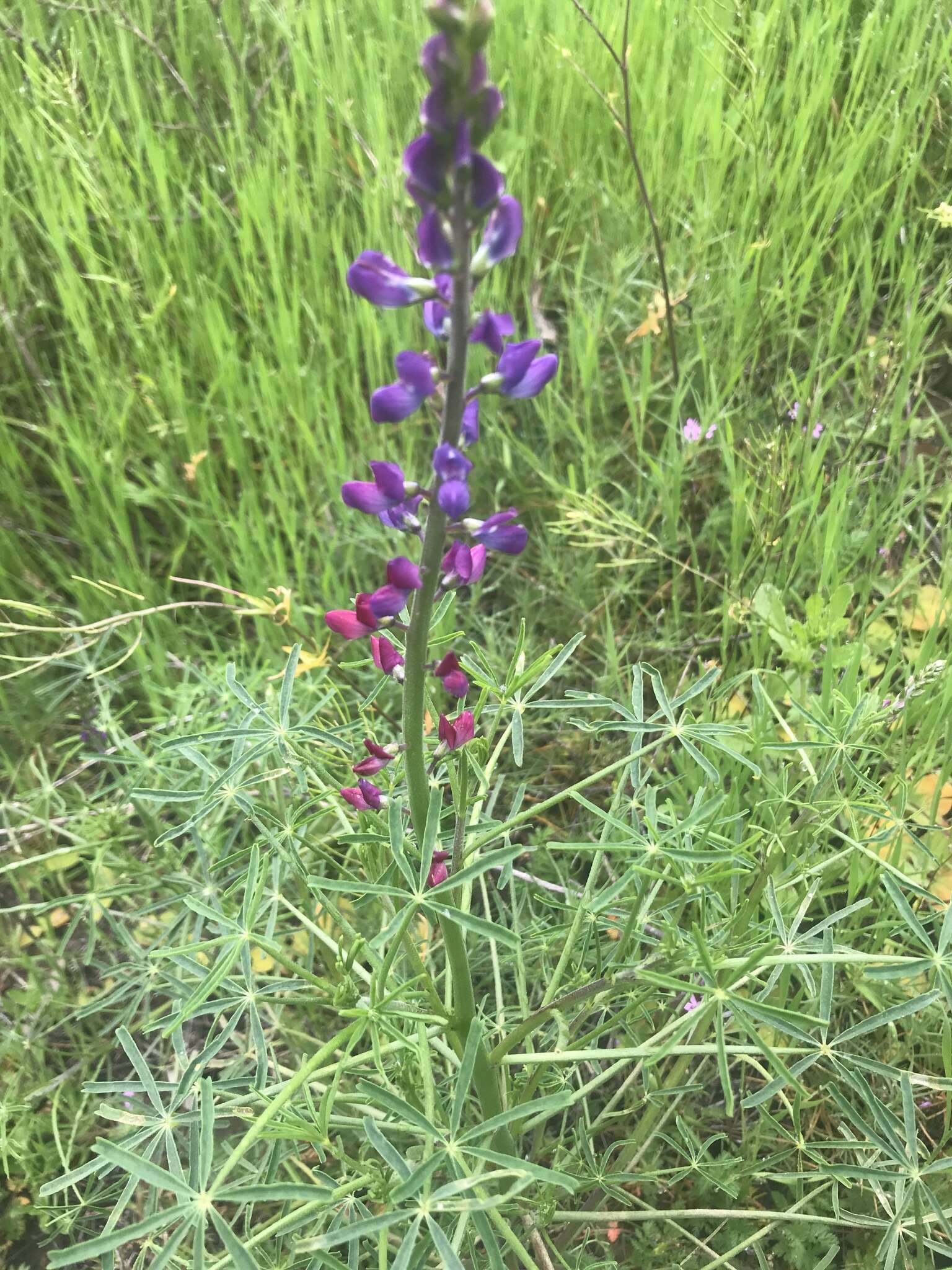 Plancia ëd Lupinus truncatus Hook. & Arn.