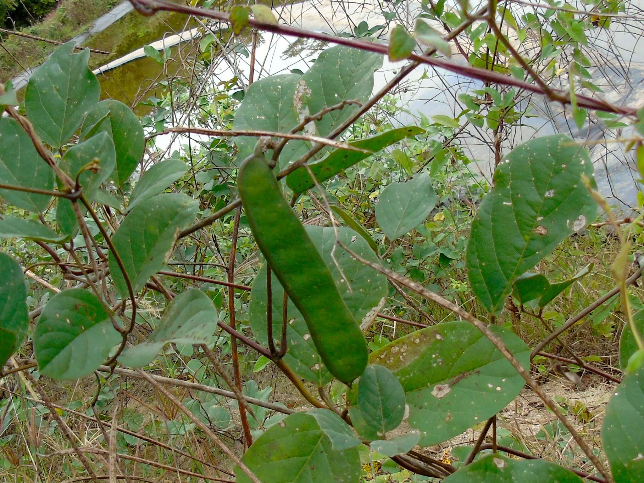 Image of Brazilian jackbean