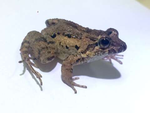 Image of Leptodactylus natalensis Lutz 1930