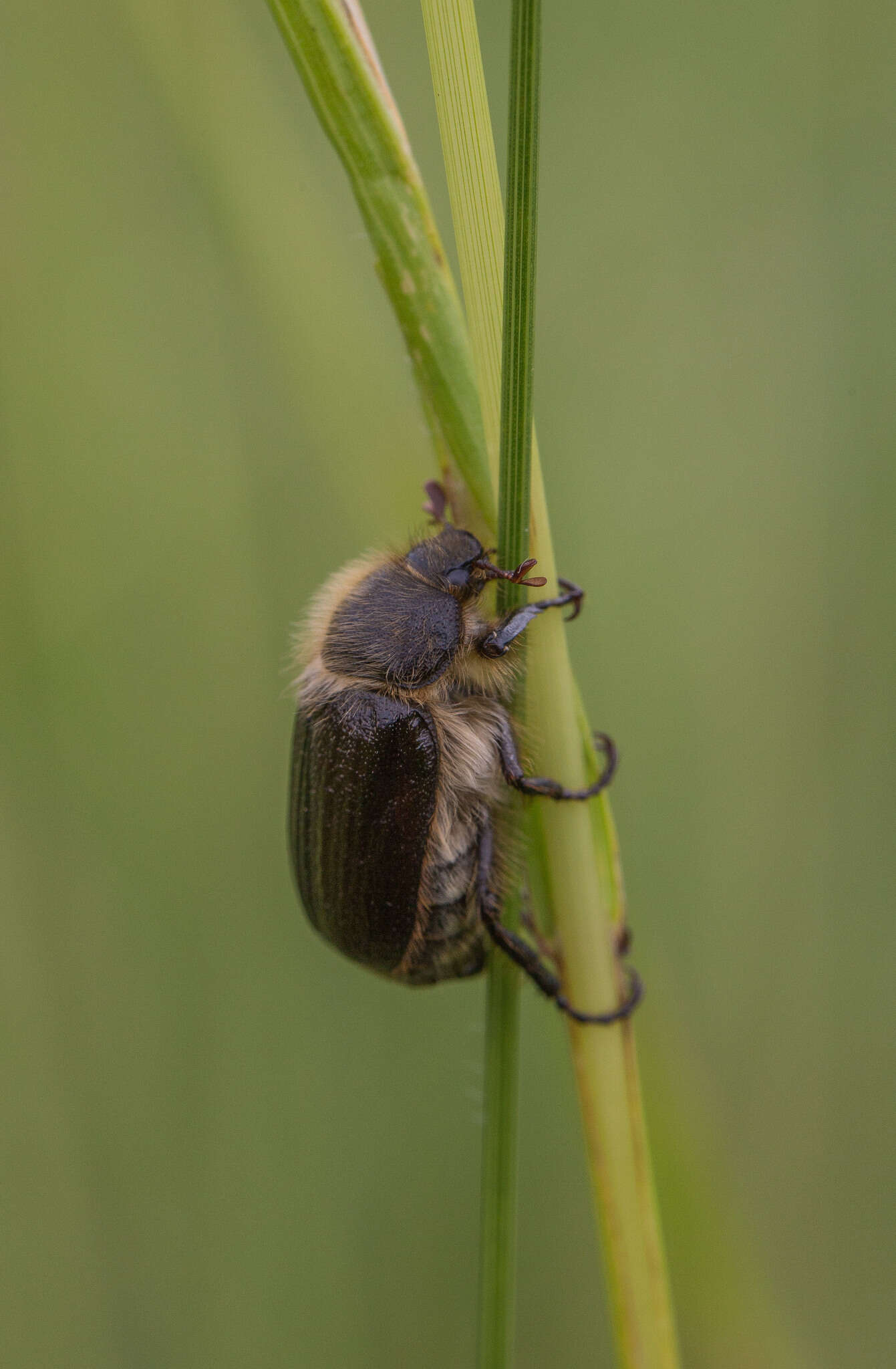 Sivun Amphimallon atrum (Herbst 1790) kuva