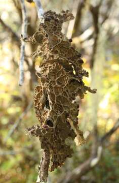 صورة Lobaria anthraspis