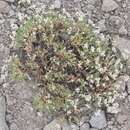 Image of Eriogonum microtheca var. alpinum Reveal