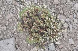 Image of Eriogonum microtheca var. alpinum Reveal