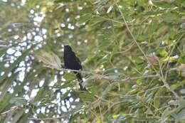 Image of Variable Oriole