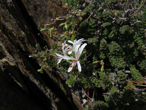 Image of Pelargonium alternans subsp. alternans