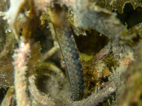 Image of Mother-of-pearl pipefish