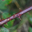 Image of Rubus lindleianus Lees