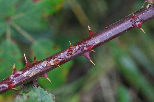 Image of Rubus lindleianus Lees