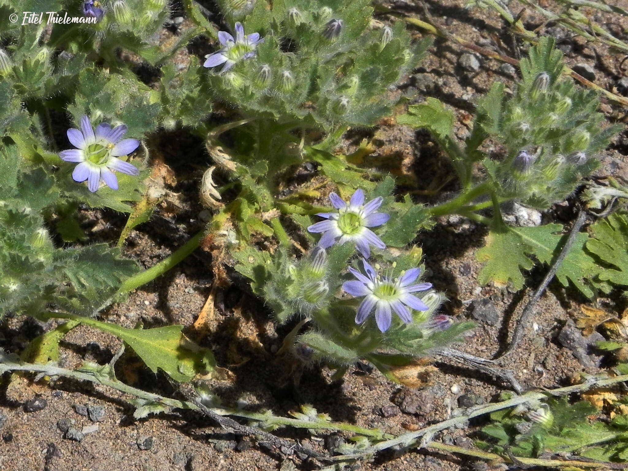 Imagem de Malesherbia humilis Poepp.