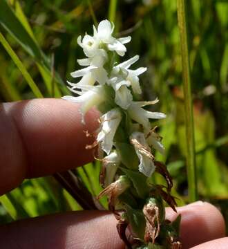 Spiranthes magnicamporum Sheviak的圖片