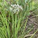 Image de Allium cuthbertii Small