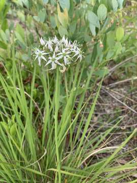 Image of striped garlic