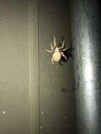 Image of Spotted Orbweaver