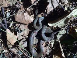 Tropidophis haetianus (Cope 1879)的圖片