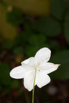 Image of Anemone trifolia subsp. trifolia