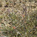 Image of Lampranthus spiniformis (Haw.) N. E. Br.