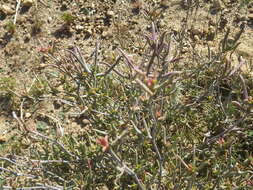 Image of Lampranthus spiniformis (Haw.) N. E. Br.