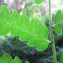 Image of leatherleaf goldback fern