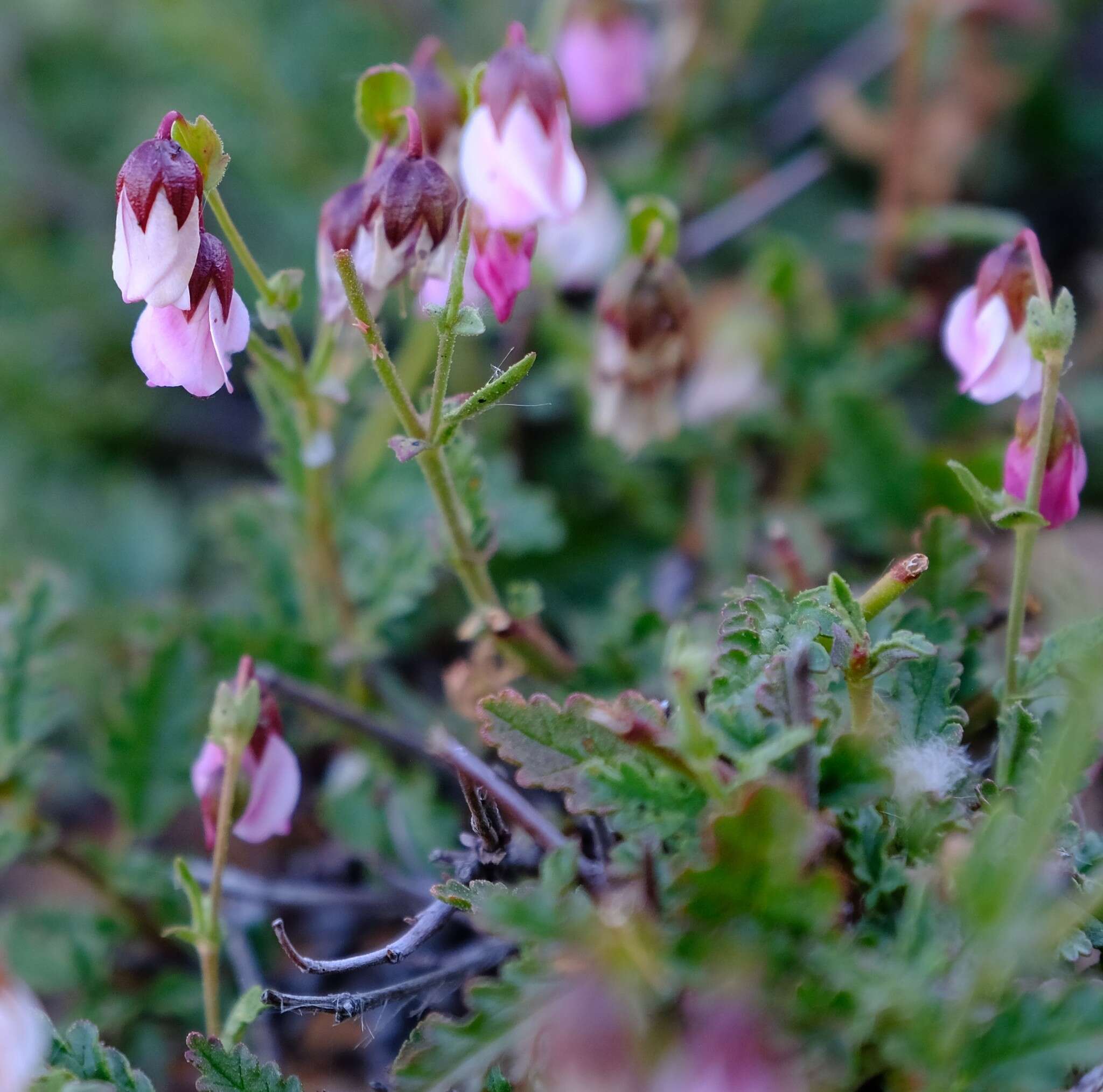 Image de Hermannia glabrata L. fil.