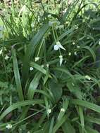 Image of few-flowered leek