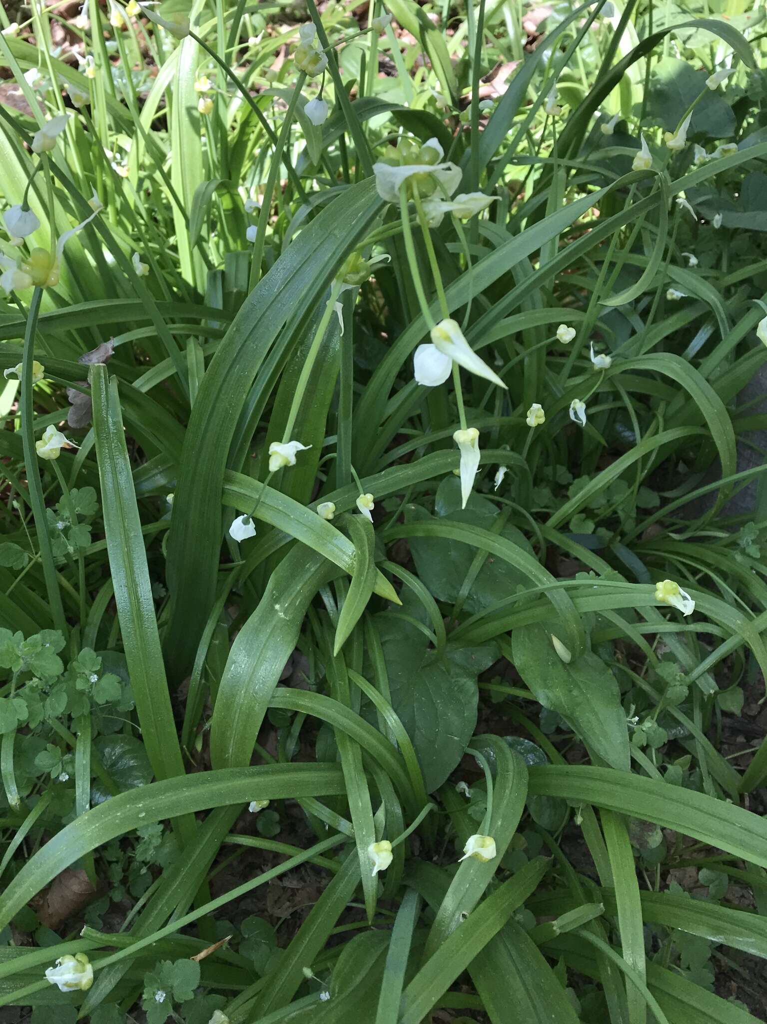 Image of few-flowered leek