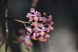 Слика од Trichocentrum cosymbephorum (C. Morren) R. Jiménez & Carnevali